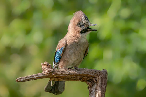 Eurasian Jay (Garrulus glandarius)on a branch in the forest of N the Netherlands. Bokeh background. Eurasian Jay (Garrulus glandarius)on a branch in the forest of N the Netherlands. Bokeh background. eurasian jay photos stock pictures, royalty-free photos & images