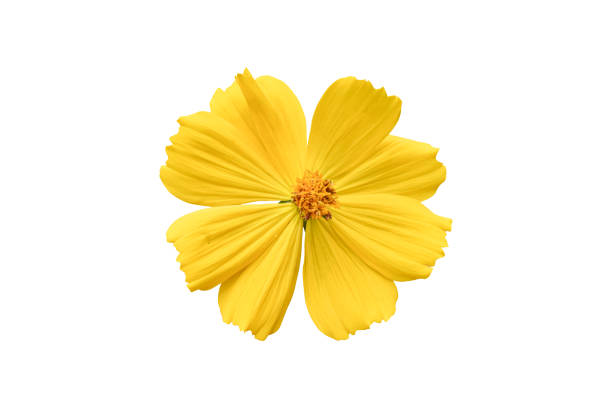 Beautiful yellow cosmos flower (Coreopsideae) Isolated on white background. Object with clipping path.