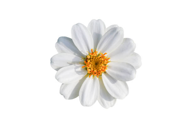 istock Zinnia elegans flower isolated on white background. 1286129355