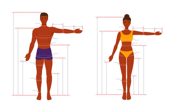 An adult human body size chart. Measurements for tailoring clothes. A measure of a man, a woman. People standing in a full length with one arm spread out. A vector cartoon illustration. male human anatomy diagram stock illustrations