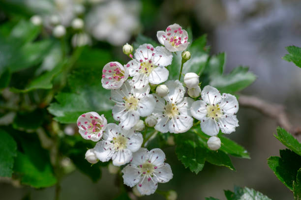 크라테거스 라에비가타 흰 꽃나뭇가지, 아름다운 야생나무 - laevigata 뉴스 사진 이미지