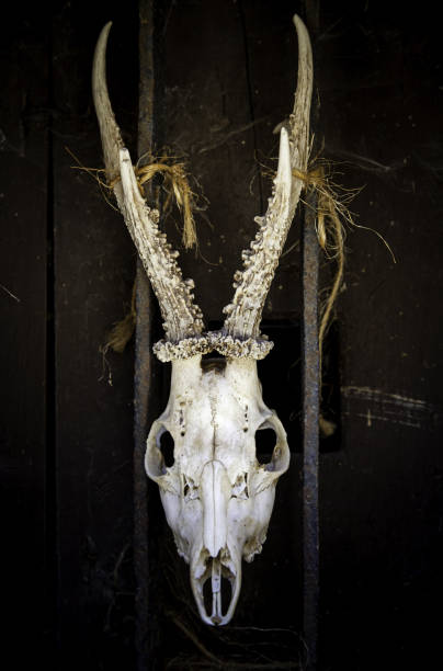 istock Goat skulls for terrifying decoration 1286130960