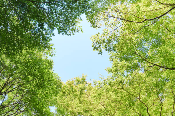 istock Fresh green and Sky Image of ecology 1286130974