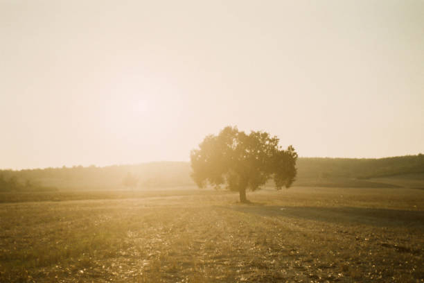 Film scan of One tree on sunset in the field with some film grain