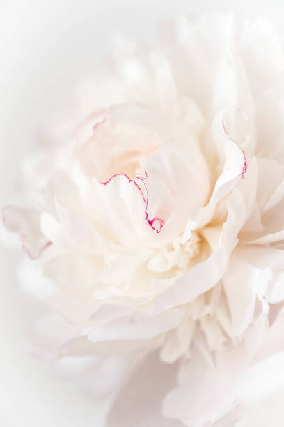 istock Floral background with white-pinkish delicate peony, close-up, selective focus. Pastel pink abstract peonies background 1286132117