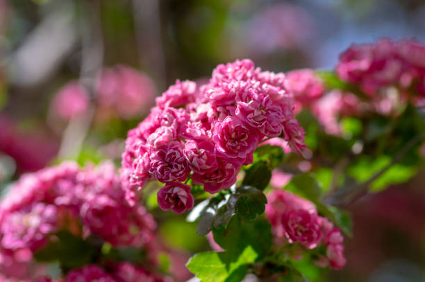 crataegus laevigata cultivar pauls szkarłatny jasny różowy kwitnące drzewo, grupa pięknych wiosennych kwiatów w rozkwicie - laevigata zdjęcia i obrazy z banku zdjęć