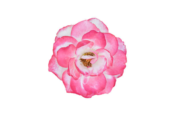 istock Beautiful pink rose flower isolated on white background 1286133374