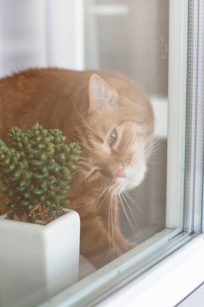 istock A cute ginger cat sitting on a windowsill. 1286133838