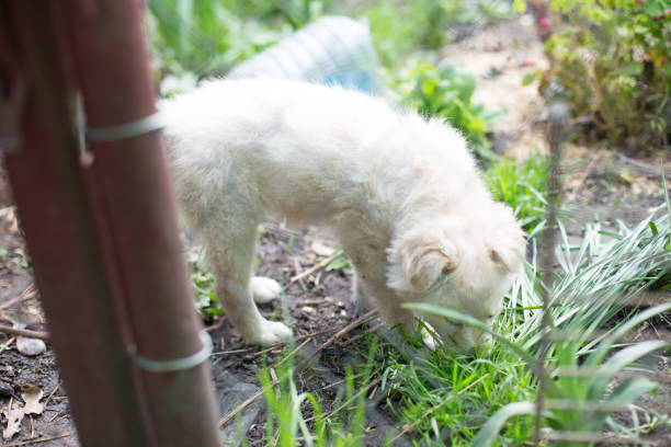 istock white puppy sniffing grass in the yard 1286133872