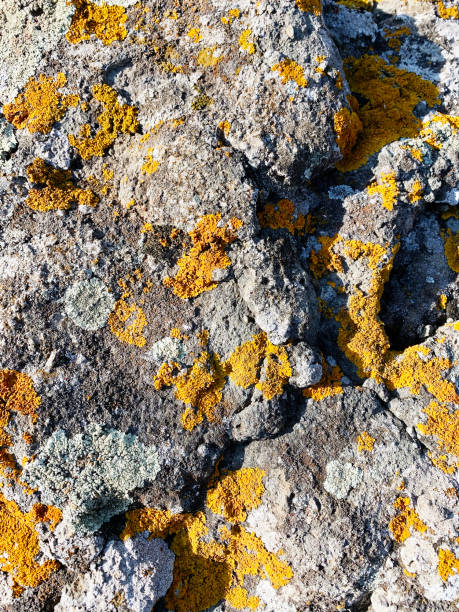 istock Orange and yellow  lichen growing on rock 1286134547