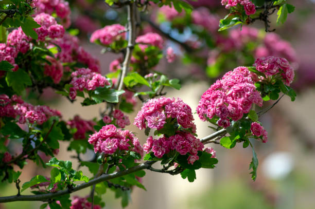 crataegus laevigata cultivar pauls szkarłatny jasny różowy kwitnące drzewo, grupa pięknych wiosennych kwiatów w rozkwicie - laevigata zdjęcia i obrazy z banku zdjęć