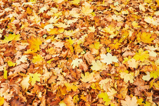 istock Golden autumn leaves on a footpath in a park. 1286134740