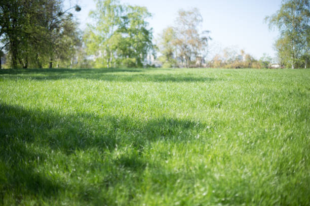 istock field with green grass and tree on background 1286134940