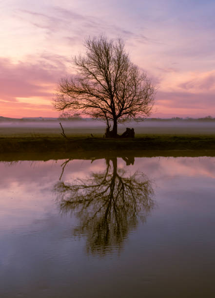 Pollard willows in the early morning mist at the bank of the river Kromme Rijn in Bunnik, The Netherlands