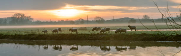 River Great Ouse at sunrise Sunrise over the Great Ouse River at Huntingdon, Cambridgeshire, England, UK. There is mist on the fields in the background with sheep grazing in the early morning light. ouse river photos stock pictures, royalty-free photos & images
