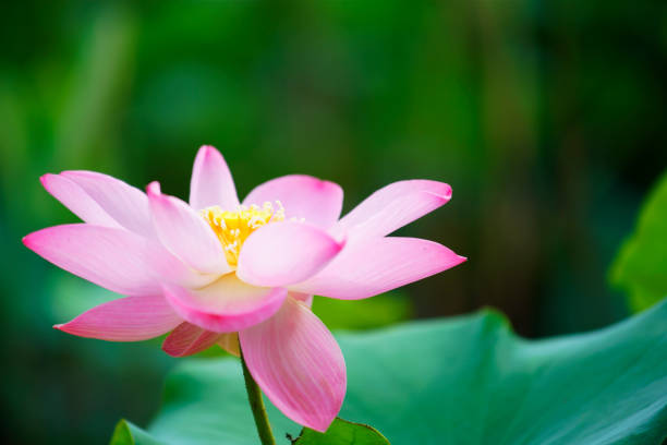 istock pink blossom lotus flower 1286135079
