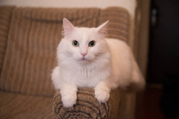 istock white cat sitting on the couch at home 1286135177