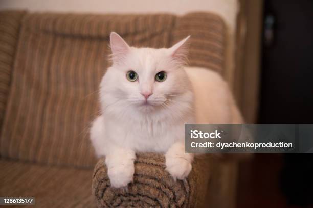 Бок кэт. Белый кот. Утро кота белого. Белый кот вечер. Белый Северный кот.