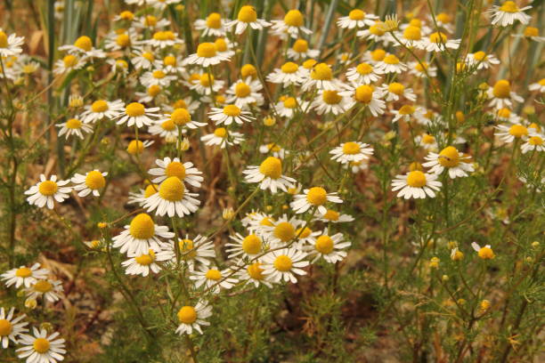 um grupo de flores de camomila close-up no campo no verão - grass shoulder rural scene road wildflower - fotografias e filmes do acervo