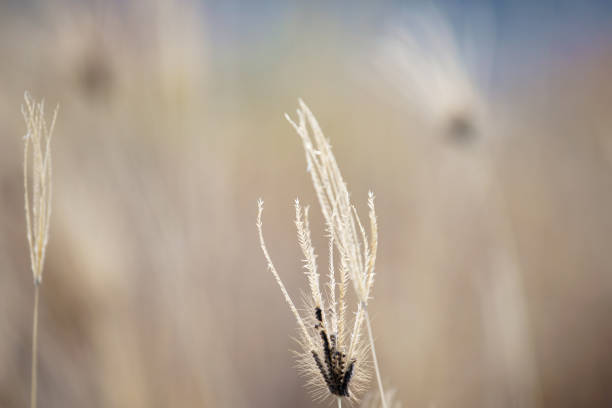 istock dry reeds flower 1286136735