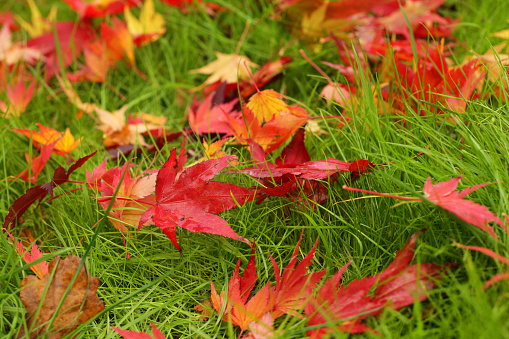 Stock photo showing red autumnal coloured Japanese maple leaves that have fallen to the ground and landed on a green grass lawn.