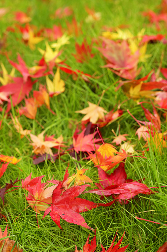 Stock photo showing red autumnal coloured Japanese maple leaves that have fallen to the ground and landed on a green grass lawn.