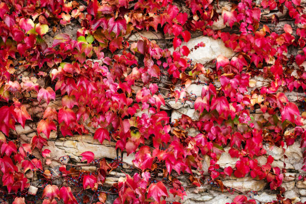 istock bright red autumn background with ivy 1286137841