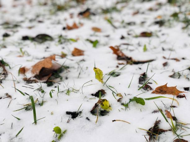 istock The first snow covered the autumn grass 1286138051