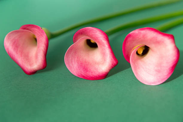 Pink Calla Lily
