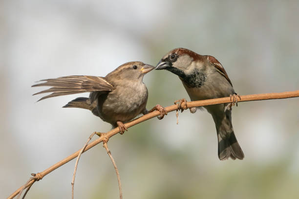 istock Two House Sparrow (Passer domesticus) on a branch. 1286138413