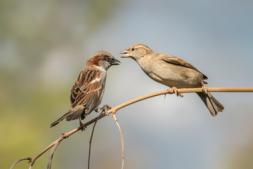 Battle between two female House Sparrow (Passer domesticus) on a branch. Angry birds.