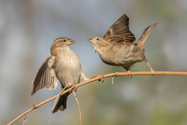 istock Two female House Sparrow (Passer domesticus) on a branch. 1286138418