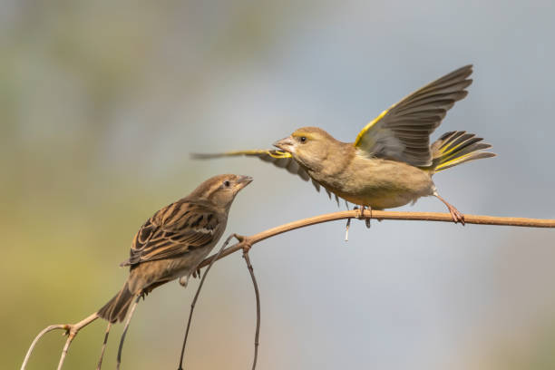 istock Two female House Sparrow (Passer domesticus) on a branch. 1286138493