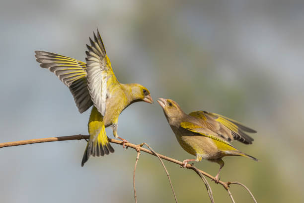 istock Two male European Greenfinch (Chloris chloris). 1286138533