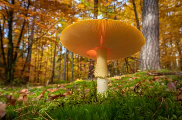 Photo of Fly agaric from underneath