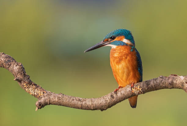 istock Male common kingfisher 1286139566