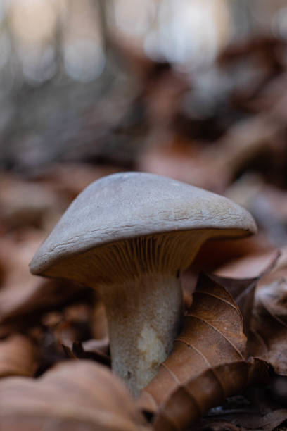 istock Mushroom in a wet forest 1286139704