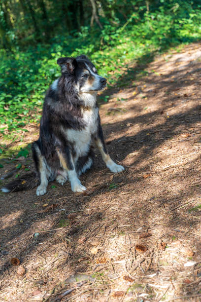 istock Border collie on woodland path 1286140870