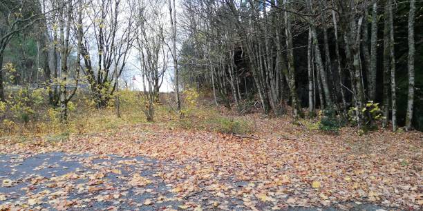 istock Transitioning from Autumn to Winter, Norway 1286141000