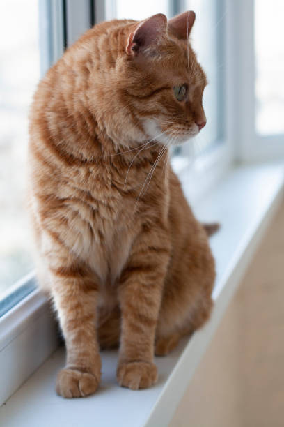 istock A cute ginger cat sitting on a windowsill. 1286141124