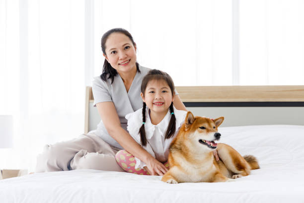 istock Shiba Inu with its owner. 1286141171
