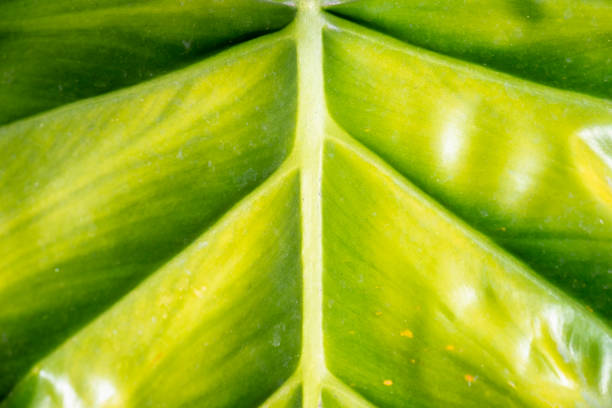 Close-Up Of A Tropical Plant Leaf