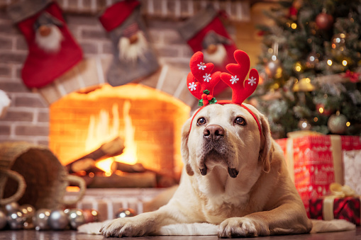 Yellow Labrador Retriever laying in front of Christmas fireplace