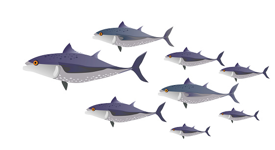 School of fish (tuna) in color. Fish of different sizes - vector flat illustration.
