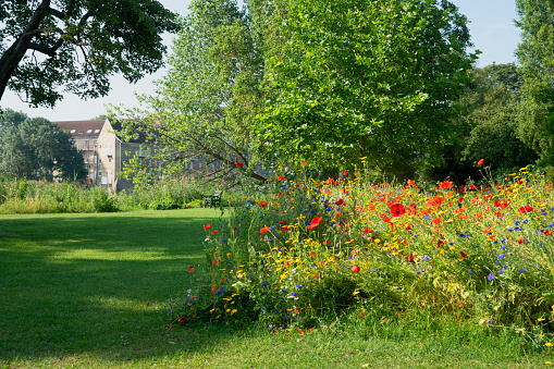 Poppies and wildflowers in Huntingdon Riverside Park.  A display of wildflowers in summer.