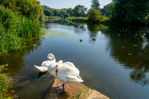 The Great Ouse River at Huntingdon, Cambridgeshire, England, UK. There are a  pair of  mute swans in the foreground with lush summer colours behind.