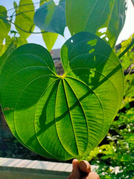 istock Air potato or Dioscorea bulbifera L. var. bulbiferous 1286147167