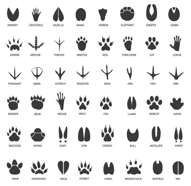 ilustrações de stock, clip art, desenhos animados e ícones de animal tracks. footprints of swan, llama and donkey, cat. owl, dog and mouse, dove and zebra paw prints isolated vector set - bird footprint