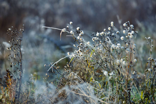 Frozen sunny morning in November