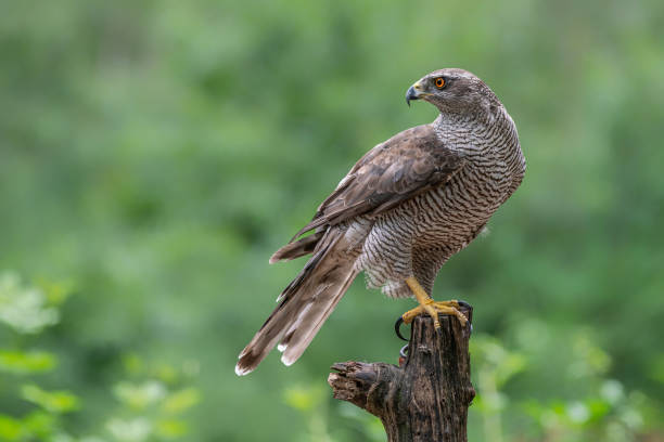 istock Northern Goshawk (Accipiter gentilis) on a fence post 1286147698